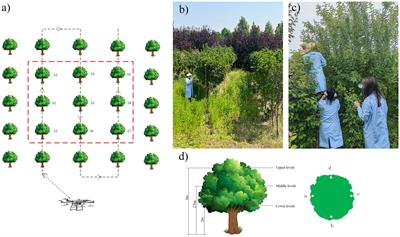 Study on droplet deposition characteristics and application of small and medium crown garden plants sprayed by UAV sprayer